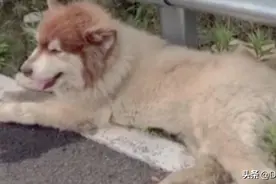 高速公路上救助一只受伤的阿拉斯加，为警察叔叔点赞👍视频封面