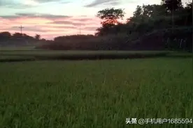 爱在夕阳下图片