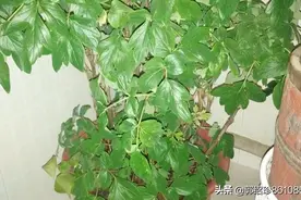 家里盆栽牡丹开花后的怎么护理，根部新长的叶子需要减掉吗？图片