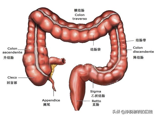 一碗米饭，从吃进嘴里到变成粪便排出，经过一个怎样的历程？