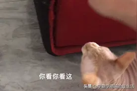 无毛猫把家里一万多沙发抓坏了。训斥也不知道它听懂了吗？视频封面