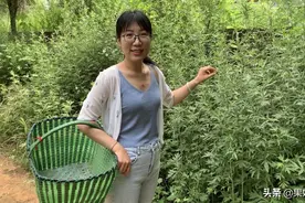 艾草叶子有妙用，果妹挎篮采艾草，本以为的简单工作却发生了啥视频封面
