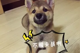 小柴犬pk二哈，到底谁比较怂呢😂