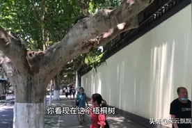 南京城有很多古老的梧桐树，都是民国时期栽种的，知道为什么吗