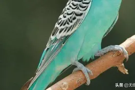宠物的托运方式。图片