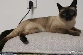 这猫咪挺亲近的哈图片