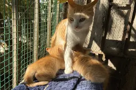 母猫用温柔又慈爱的声音呼唤奶猫，孩子有纪律地排队攀爬上去吃奶