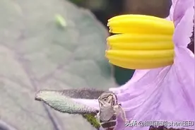 《三只蜜蜂和花的爱恋故事》图片