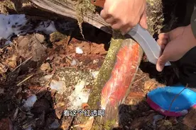 东北最出名的一种木头，琥珀木，大家知道是怎么形成的吗？视频封面