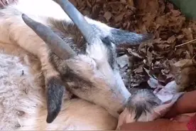 带大家看一下山羊的产房！和整个生宝宝的过程！