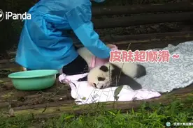 大熊猫洗澡需要搓澡吗？你看看这个搓澡师傅的手法多娴熟视频封面