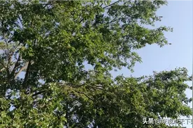 桑椹、杏子、桃子、樱桃，还有很多不知道名字的果树图片