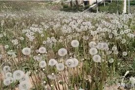 蒲公英的约定图片