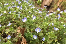 四川农村小野花，城里人都想搬回家，用来做盆景