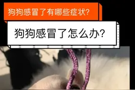 狗狗感冒了怎么办？有哪些症状？