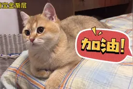 非常时期在家待着的第13天，两只猫咪其他都好但是：精神失常啦！