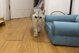 猫咪在线“走猫步”，母猫身姿优雅，公猫…唉不说了