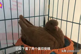 幽幽鸽舍里面现在所有的品种都在这里，你喜欢哪一种，请品论留言视频封面