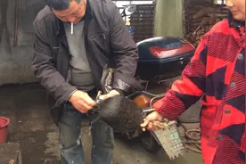 天上能飞水里会游你们猜猜是什么？