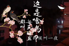 这种鸟一到晚上就叫，已经连续叫一个月了，有什么办法赶走它？