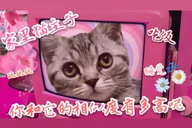 家有猫主子系列｜做个实验测测，你们的生活方式相似度有多高～