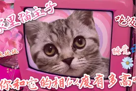 家有猫主子系列｜做个实验测测，你们的生活方式相似度有多高～