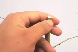 果树为什么要嫁接视频封面