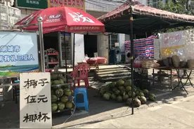 海南到处是椰子，能摘吗？椰子砸过人吗？图片