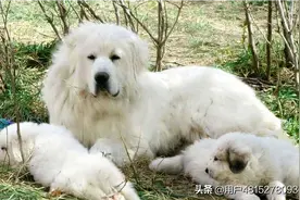 大白熊犬大白熊幼犬宠物犬大型犬喜欢的可以联系我13375145495图片