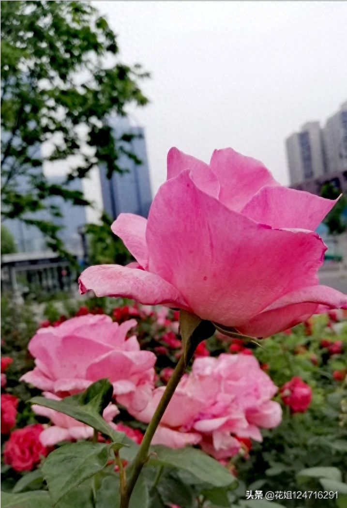 生活没有模式和框架:
别总拿别人的鞋,
试自己的脚。