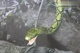 姑娘上山采药，悬崖边上突然出现一条毒蛇，吓得姑娘差点掉下悬崖视频封面