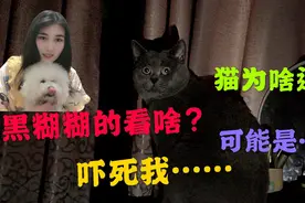 胖猫大晚上瞪着眼睛不睡觉，吓坏小姐姐了！原来是这个原因？