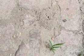要下雨的时候，蚂蚁就搬家，可是它们搬这雨就淋不到吗？图片