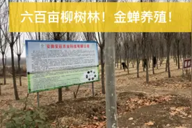 投资1千多万养殖金蝉知了猴！占地面积被称为万亩森林！