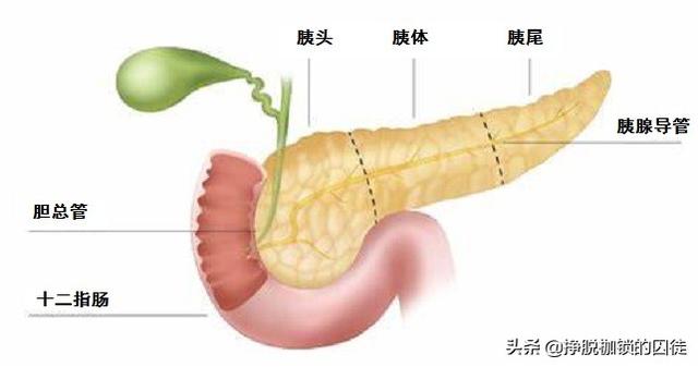一碗米饭，从吃进嘴里到变成粪便排出，经过一个怎样的历程？
