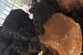野生桑树桑黄图片
