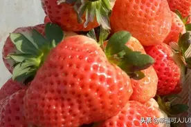 草莓熟啦！！图片