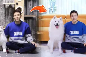 国外博主记录自己家萨摩耶从1个月到11个月的变化，长得太快了！