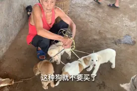 教你三招挑选健康的狗狗，避免买到星期狗！