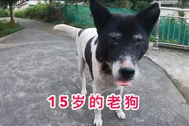 15岁的老狗，现在眼睛看不清耳朵有点背，不知还能活多少年
