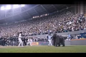 大猩猩与大猩猩决斗视频封面