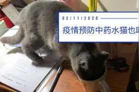 抗疫情天天喝预防中药水，药店免费提供中药水，我家猫也喝了视频封面