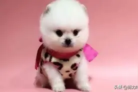 可爱的小猪猪图片