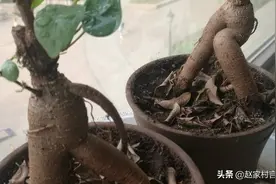 新生命，老照片。图片