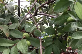 云南的大山里看到这种果子，从来没有见过，有认识的么？视频封面