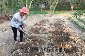 大嫂分享种植木薯的几个技巧，有助于提高产量