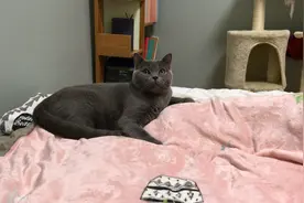 我今晚一定要学傻猫的作息时间，九点就睡觉，太困了！！！