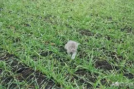 叫声不断的小猫在田里找妈妈视频封面