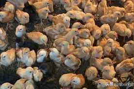 反乡90后创业 新农业l。图片