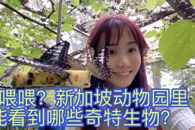 新加坡动物园探秘记视频封面